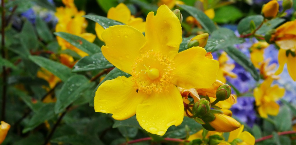 Millepertuis arbustif – Hypericum&nbsp;hidcote