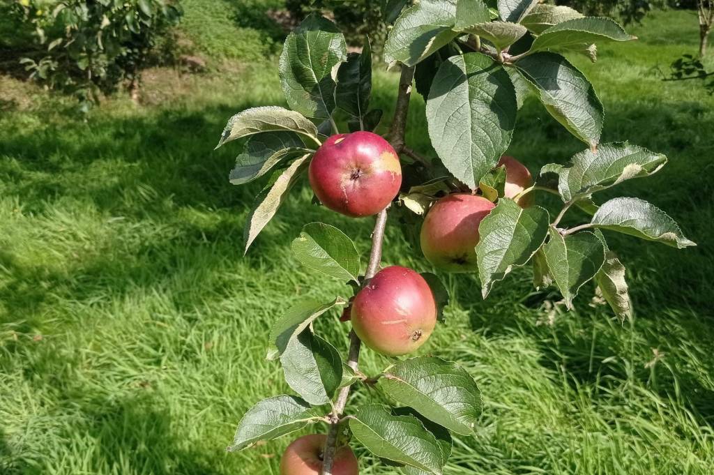La reine de Bretagne : La&nbsp;pomme