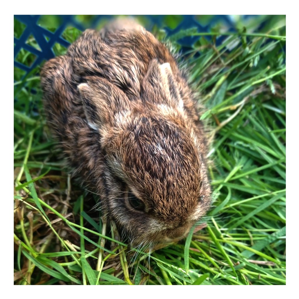 Le lièvre d&rsquo;Europe