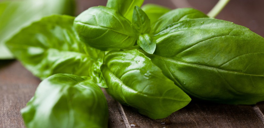 D&rsquo;où vient le basilic&nbsp;?
