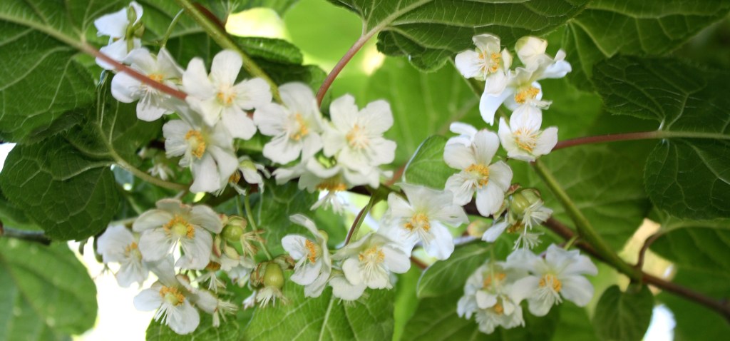 L’arbre à kiwi ou&nbsp;L’actinidia